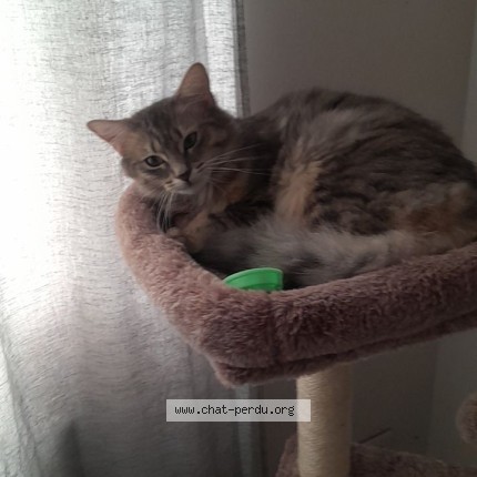 Photo de chat retrouvé à Ressons Sur Matz