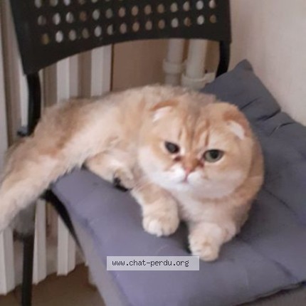 Photo 1/1 голдик Chat perdu à Champigny Sur Marne Paris