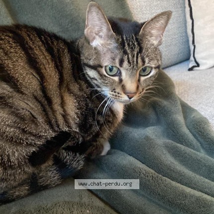 Photo de chat perdu à Seignosse