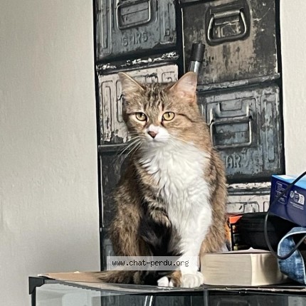 Photo 1/1 harmonie Chat perdu à Moyeuvre Grande