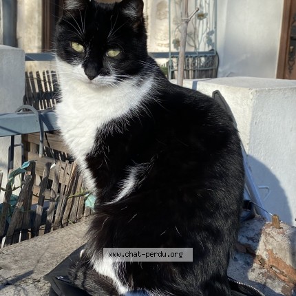 Photo de chat perdu à Grabels