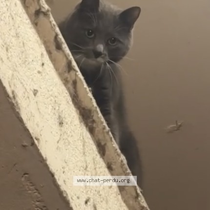 Photo de chat trouvé à Paris