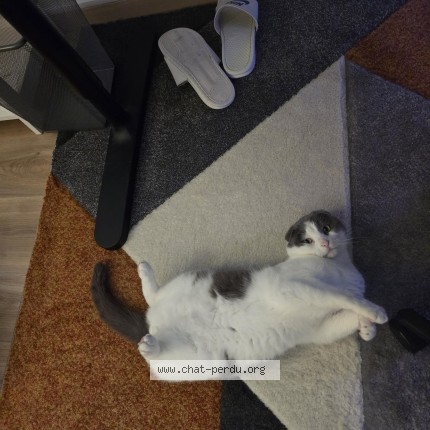 Photo de chat perdu à L Aigle