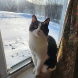 whiskie