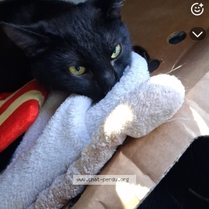 Photo 2/2 margoline Chat perdu à Saint Agathe Des Mont
