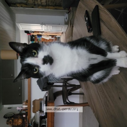 Photo 1/1 Thora Chat perdu à Marans