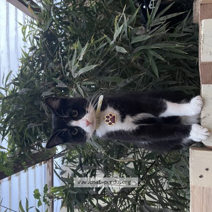 Photo de chat perdu à Mont Saint Martin