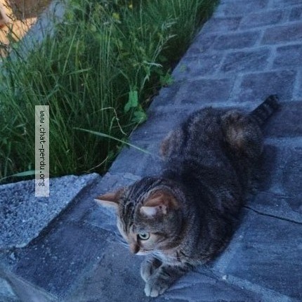 Photo 2/2 ruby Chat perdu à Cachan
