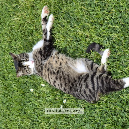 Photo de chat perdu à Marseilles Les Aubigny