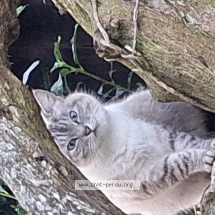Photo de chat perdu à Basse Goulaine