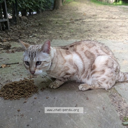 Photo 1/1 Chat trouvé Trouvé à Chatenay Malabry