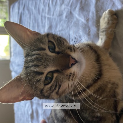 Photo 1/1 Chat trouvé Trouvé à Yzeure