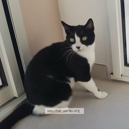 Photo de chat perdu à Draguignan