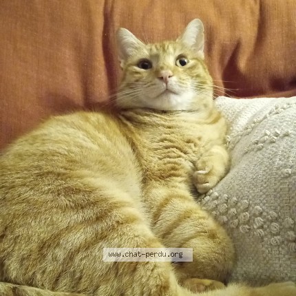 Photo de chat perdu à Fruges