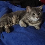 Panko