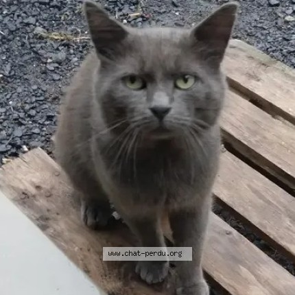 Photo 1/1 GrisGris Chat perdu à Belfort