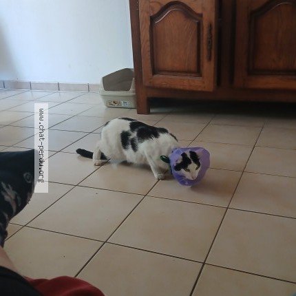 Photo 1/1 Chat retrouvé Perdu à Dijon
