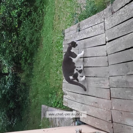 Photo 1/1 Chat trouvé Trouvé à Biscarrosse