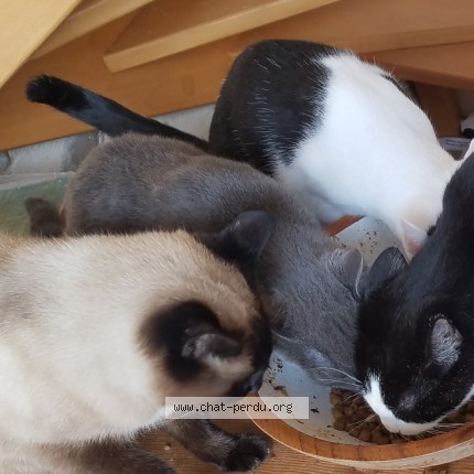 Photo de chat perdu à Beaumont Sur Leze