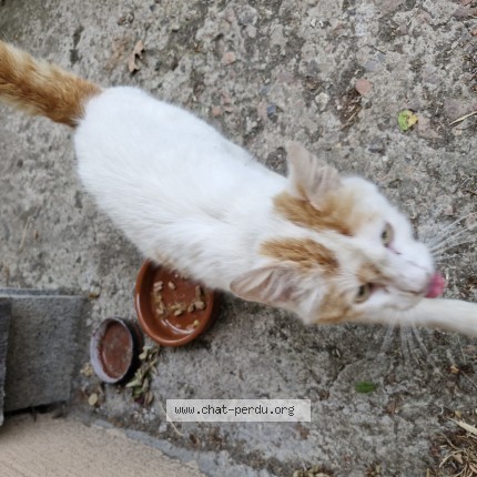 Photo 1/1 Chat trouvé Trouvé à Auchy Les Mines