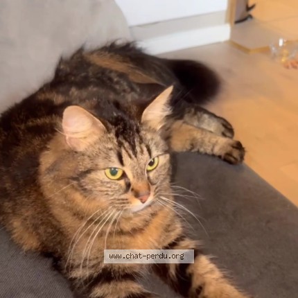 Photo 1/1 Chat trouvé Trouvé à Meaux