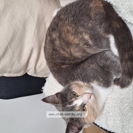 Photo 1/1 Loup Chat perdu à Erquinghem Lys
