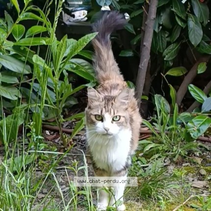 Photo 1/1 Chat trouvé Trouvé à L Union
