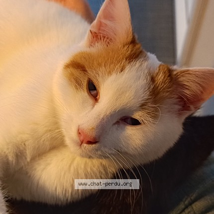 Photo de chat perdu à Loriol Sur Drome