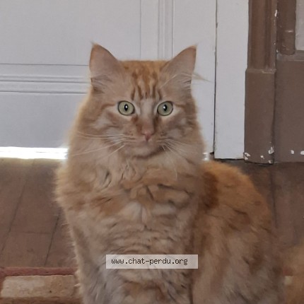 Photo de chat perdu à Paris