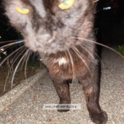 Photo 1/1 Chat trouvé Trouvé à Marseille