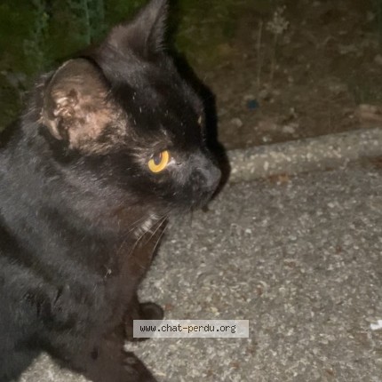 Photo 1/1 Chat trouvé Trouvé à Marseille