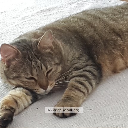 Photo 1/1 Chat retrouvé Perdu à Ploeren