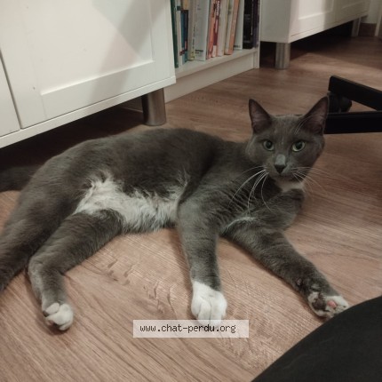 Photo de chat perdu à Bordeaux