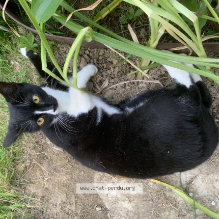 Photo 1/1 Chat trouvé Trouvé à Puceul
