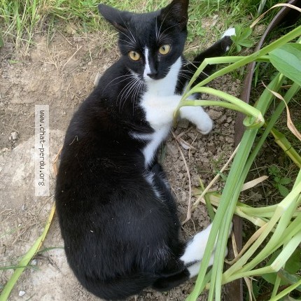 Photo 1/1 Chat trouvé Trouvé à Puceul
