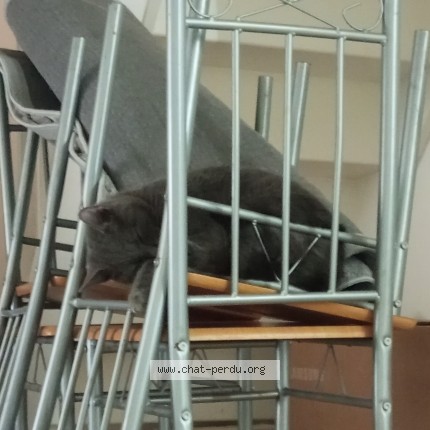 Photo 1/1 mimoun Chat perdu à Dourges