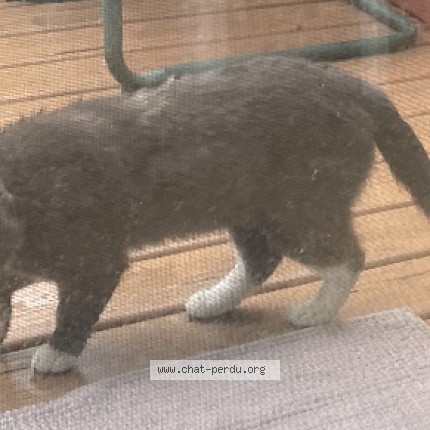 Photo de chat trouvé à Laval Sainte Dorothee