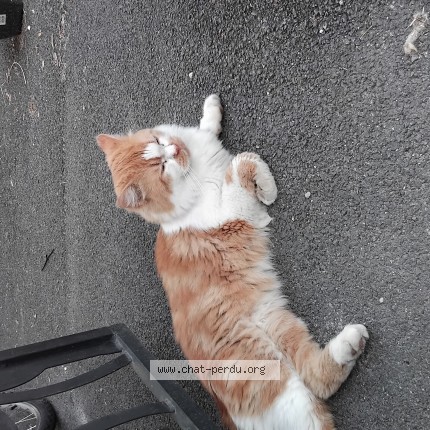 Photo de chat trouvé à Pfastatt