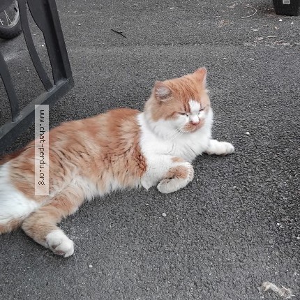 Photo 1/1 Chat trouvé Trouvé à Pfastatt