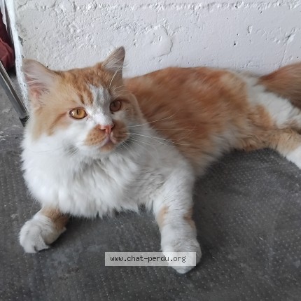 Photo 1/4 Chat trouvé Trouvé à Pfastatt