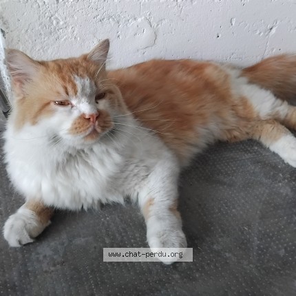 Photo 3/4 Chat trouvé Trouvé à Pfastatt