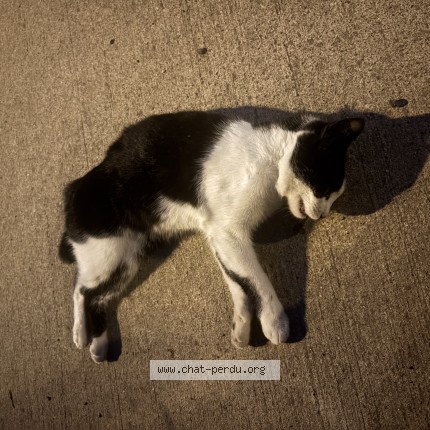 Photo de chat trouvé à Colomiers