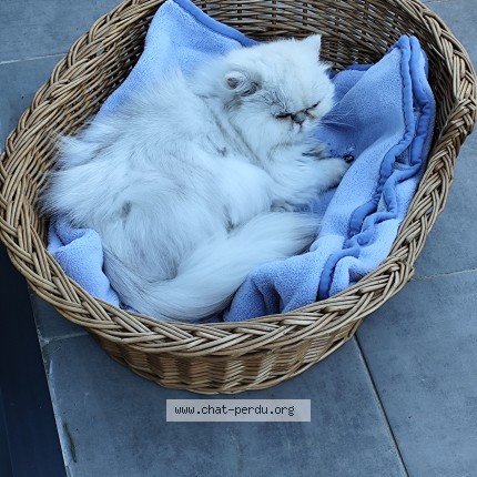 Photo de chat perdu à Avignon Montfavet