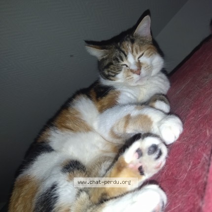 Photo 1/1 Chat retrouvé Perdu à Montargis
