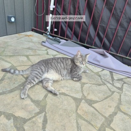 Photo de chat perdu à Ponthierry
