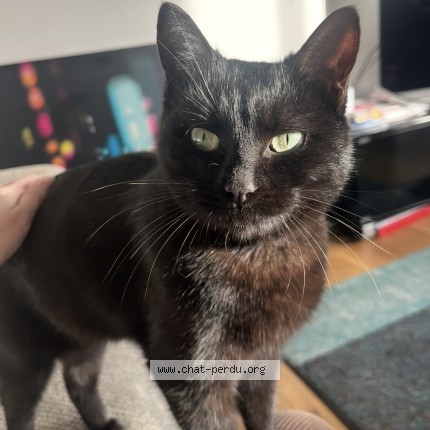 Photo de chat perdu à Rennes