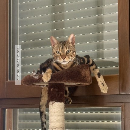 Photo 1/1 arnold Chat perdu à Montreuil