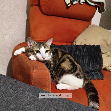 Photo de chat perdu à Toulouse