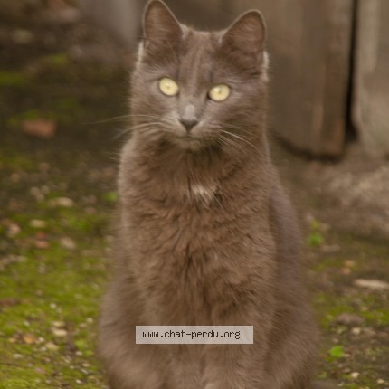 Photo 1/1 Chat retrouvé Trouvé à Versailles