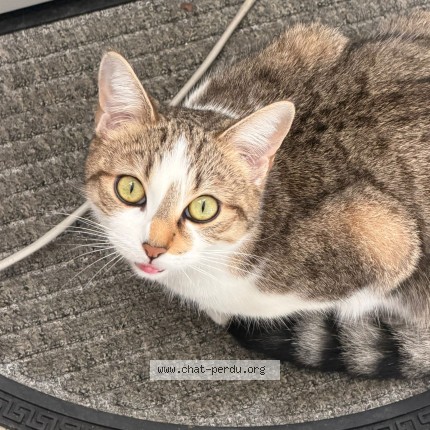 Photo de chat perdu à Poitiers